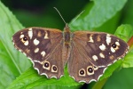 Speckled wood