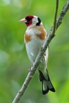 Goldfinch