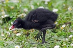 Moorhen