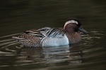 Drake garganey