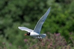 Mediterranean gull