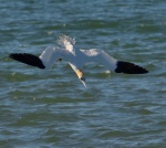Gannet
