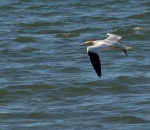Gannet