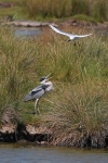 Grey heron