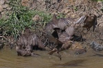 Starling