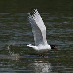 Mediterranean gull