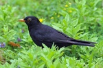 Blackbird
