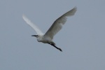 Little egret