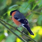 Bullfinch