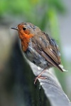 Robin