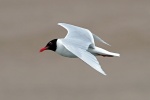 Mediterranean gull