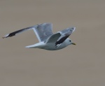 Common Gull.jpg