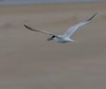 Sandwich Tern.jpg