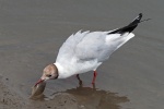 Black headed gull