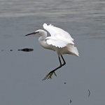 Little egret