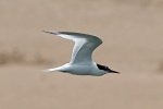 Sandwich tern