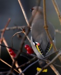 Waxwing in my front garden