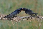 Swallow
