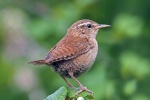 Wren