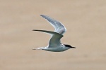 Sandwich tern