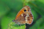 Gatekeeper