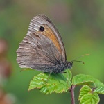 Meadow Brown