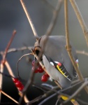 Waxwing in my front garden