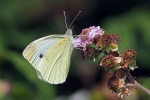 Small white