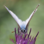 Common blue butterfly