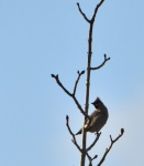 Waxwing in my front garden