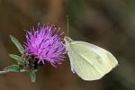 Small white