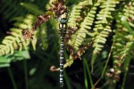 Southern hawker