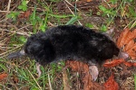 European mole