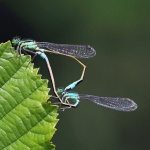 Blue tailed damselfly