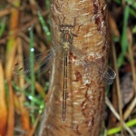 Emerald damselfly