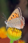 Small copper