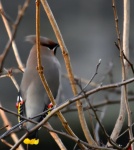 Waxwing in my front garden