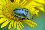 Tortoise beetle
