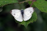 Small white
