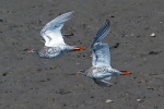 Redshank