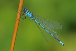 Common blue damselfly