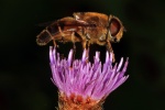 Drone fly