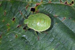 Green shield bug