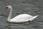 Mute swan