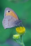 Meadow Brown