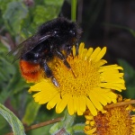 Red tailed bumblebee