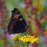Small tortoiseshell