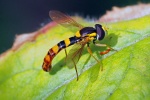 Hover fly - Sphaerophoria scripta