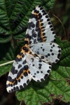 The magpie
