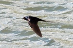 Swallow